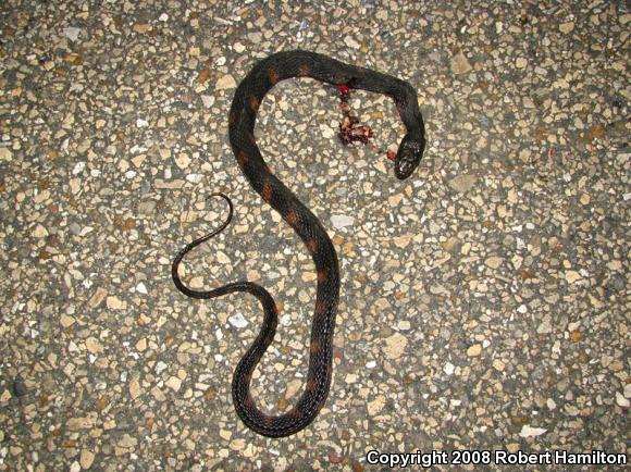 Southern Watersnake (Nerodia fasciata)