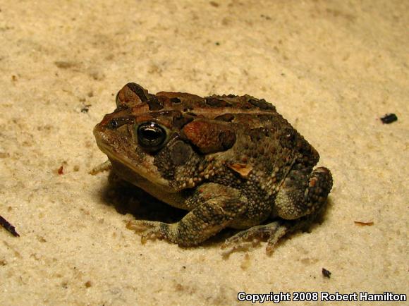 Southern Toad (Anaxyrus terrestris)