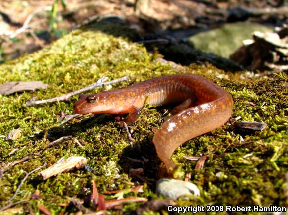 Northern Spring Salamander (Gyrinophilus porphyriticus porphyriticus)