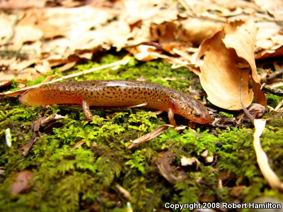 Northern Red Salamander (Pseudotriton ruber ruber)