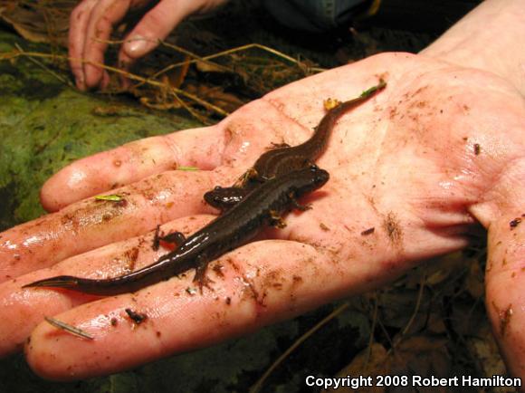 Northern Dusky Salamander (Desmognathus fuscus)