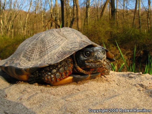 Wood Turtle (Glyptemys insculpta)