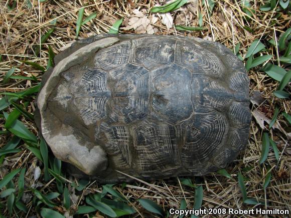 Wood Turtle (Glyptemys insculpta)