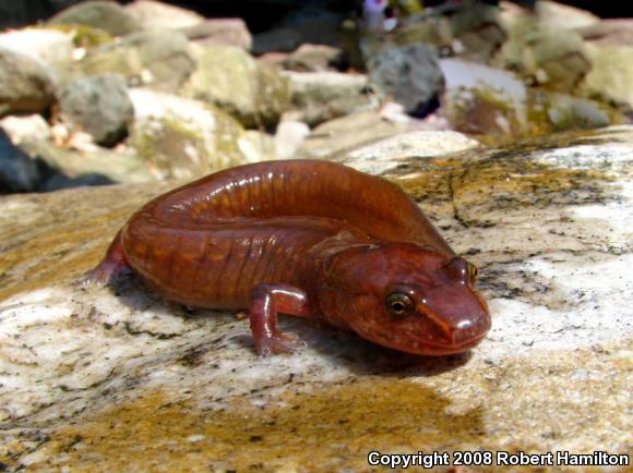 Northern Spring Salamander (Gyrinophilus porphyriticus porphyriticus)