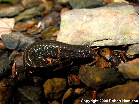 Northern Dusky Salamander (Desmognathus fuscus)