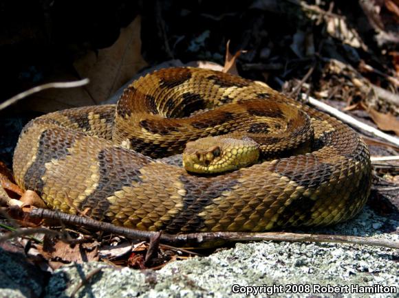 Timber Rattlesnake (Crotalus horridus)