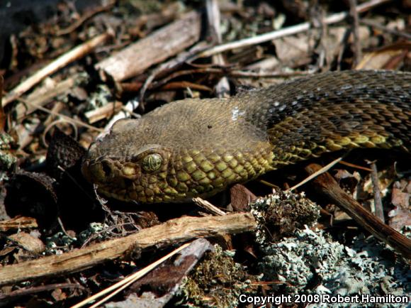 Timber Rattlesnake (Crotalus horridus)