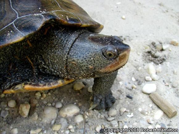 Northern Diamond-backed Terrapin (Malaclemys terrapin terrapin)