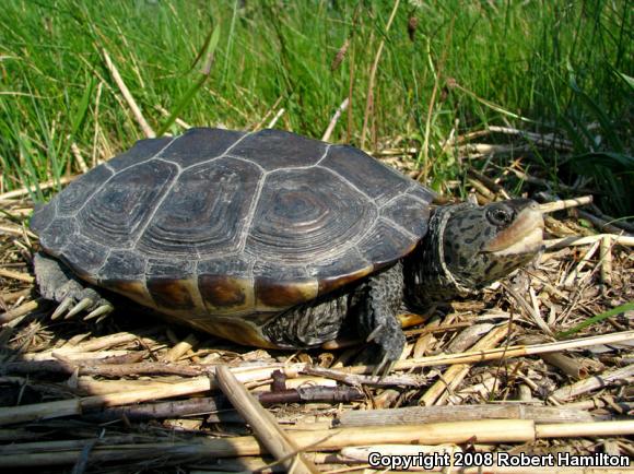 Northern Diamond-backed Terrapin (Malaclemys terrapin terrapin)