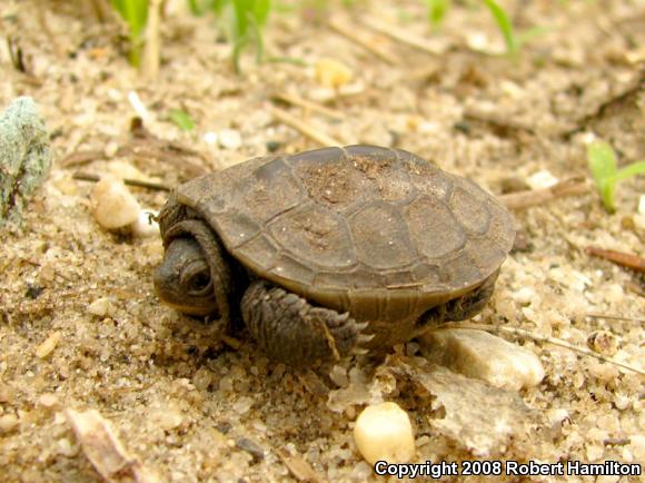 Northern Diamond-backed Terrapin (Malaclemys terrapin terrapin)