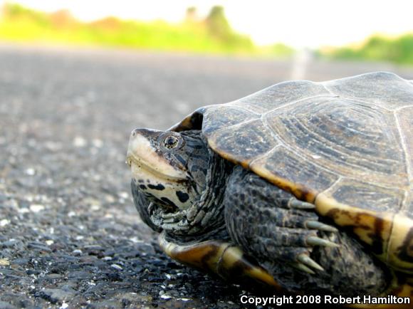 Northern Diamond-backed Terrapin (Malaclemys terrapin terrapin)