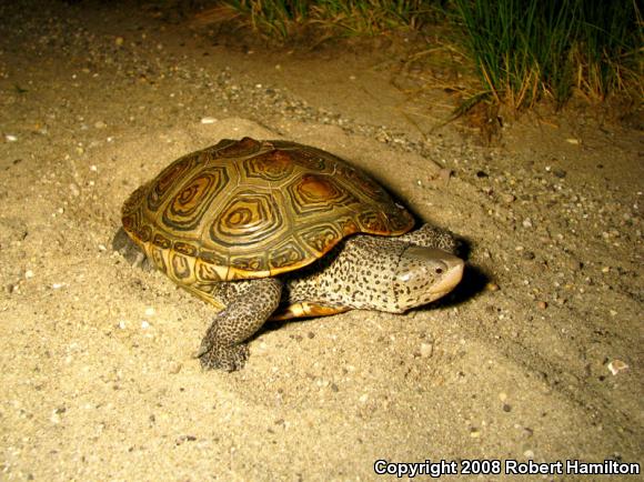 Northern Diamond-backed Terrapin (Malaclemys terrapin terrapin)