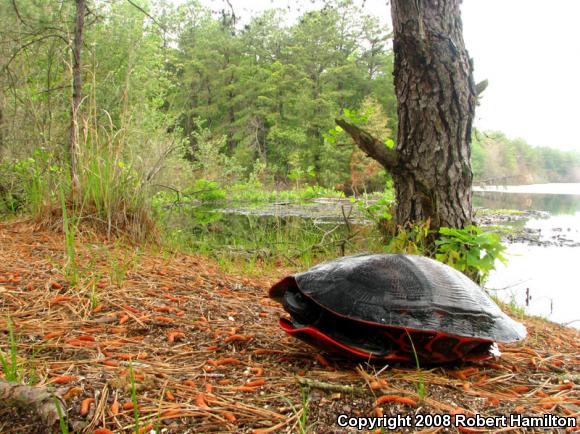 Northern Red-bellied Cooter (Pseudemys rubriventris)