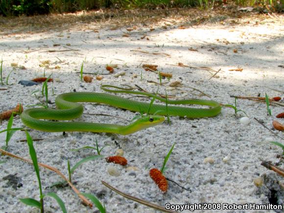 Northern Rough Greensnake (Opheodrys aestivus aestivus)