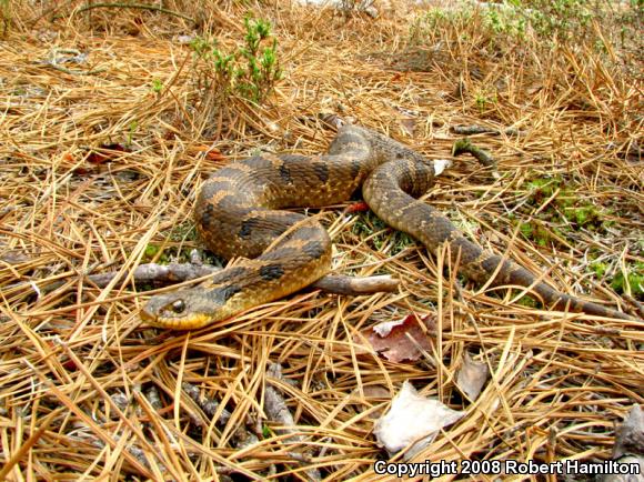 Eastern Hog-nosed Snake (Heterodon platirhinos)