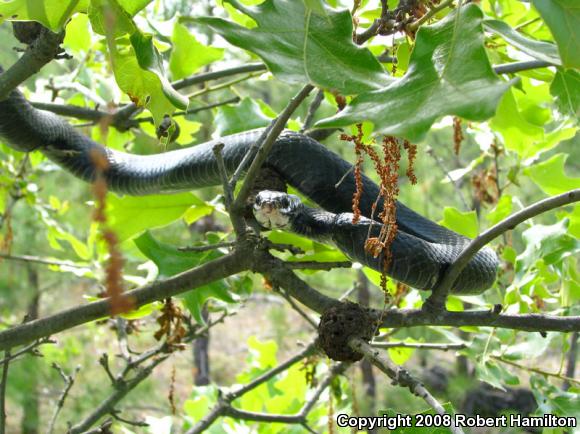 Northern  Black Racer (Coluber constrictor constrictor)