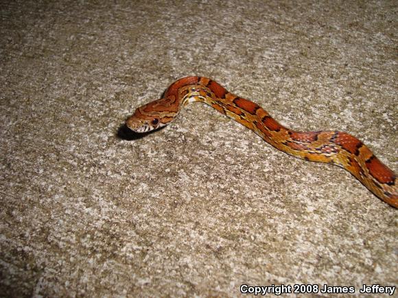 Red Cornsnake (Pantherophis guttatus)