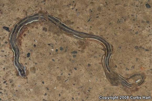 Northern Ribbonsnake (Thamnophis sauritus septentrionalis)