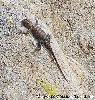 Granite Spiny Lizard (Sceloporus orcutti)