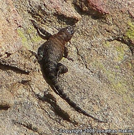 Granite Spiny Lizard (Sceloporus orcutti)