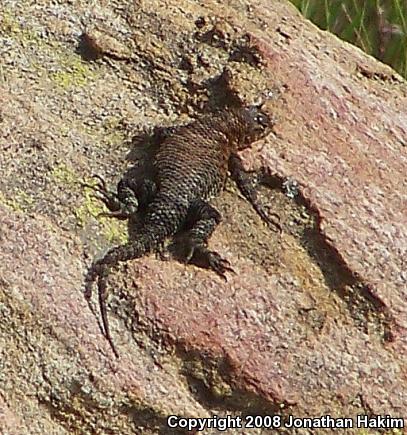 Granite Spiny Lizard (Sceloporus orcutti)