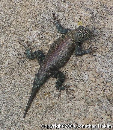 Granite Spiny Lizard (Sceloporus orcutti)