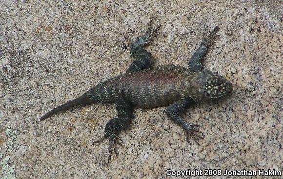 Granite Spiny Lizard (Sceloporus orcutti)