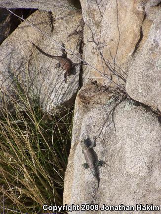 Granite Spiny Lizard (Sceloporus orcutti)