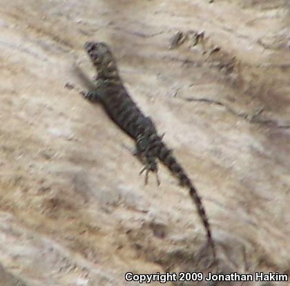 Granite Spiny Lizard (Sceloporus orcutti)