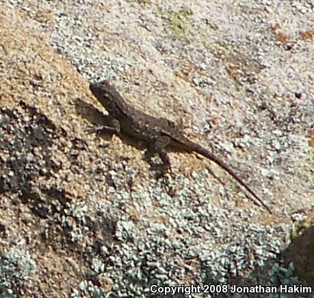 Great Basin Fence Lizard (Sceloporus occidentalis longipes)