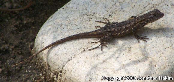 Great Basin Fence Lizard (Sceloporus occidentalis longipes)