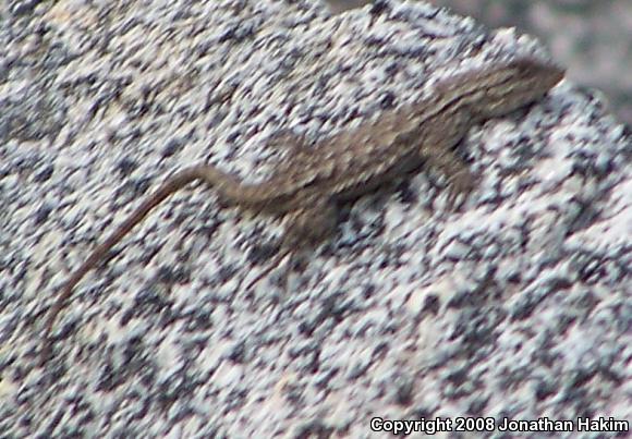 Great Basin Fence Lizard (Sceloporus occidentalis longipes)