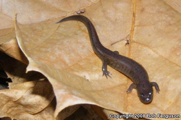 Northern Dusky Salamander (Desmognathus fuscus)