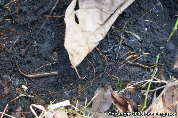 Northern Dusky Salamander (Desmognathus fuscus)