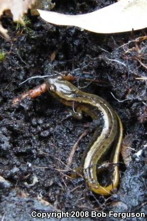 Northern Two-lined Salamander (Eurycea bislineata)