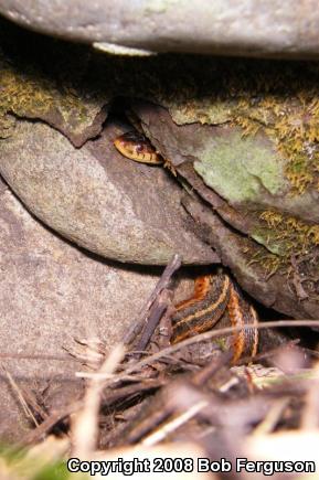 Eastern Gartersnake (Thamnophis sirtalis sirtalis)