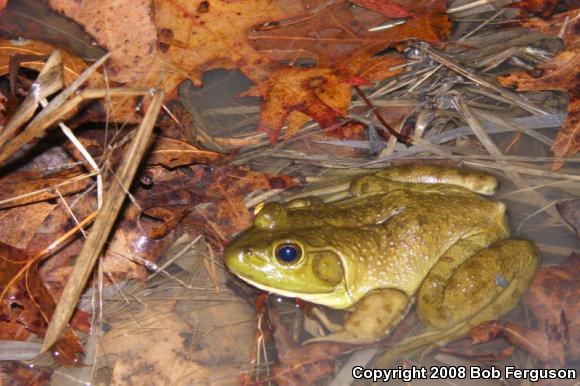 American Bullfrog (Lithobates catesbeianus)