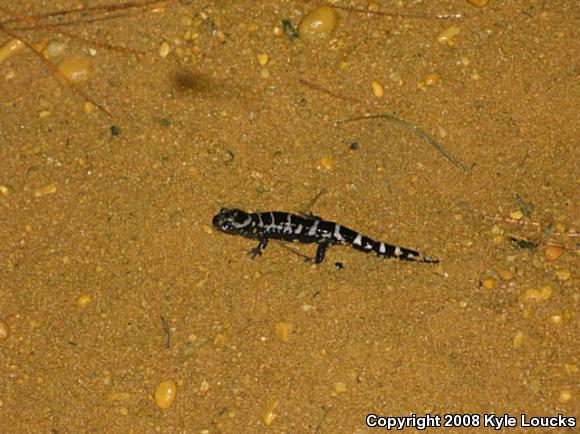 Marbled Salamander (Ambystoma opacum)