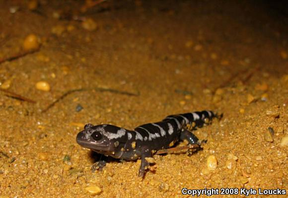 Marbled Salamander (Ambystoma opacum)