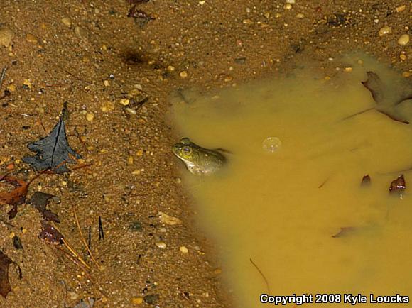 American Bullfrog (Lithobates catesbeianus)