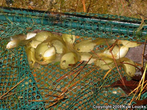 American Bullfrog (Lithobates catesbeianus)