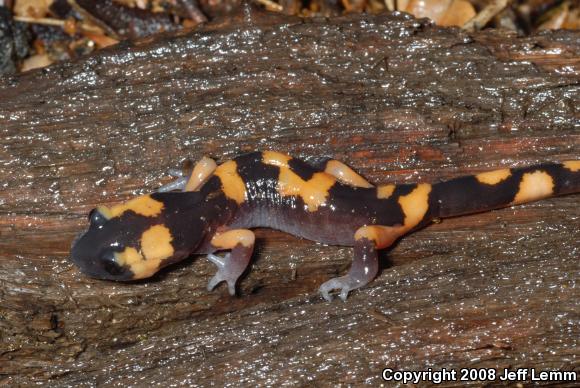 Large-blotched Ensatina (Ensatina eschscholtzii klauberi)