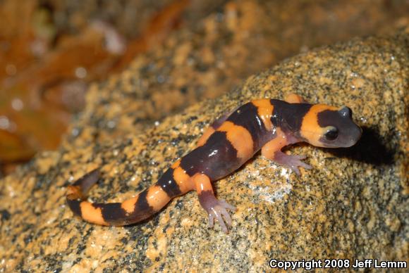 Large-blotched Ensatina (Ensatina eschscholtzii klauberi)