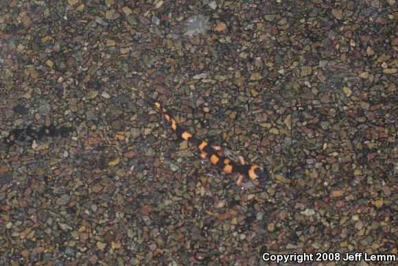 Large-blotched Ensatina (Ensatina eschscholtzii klauberi)