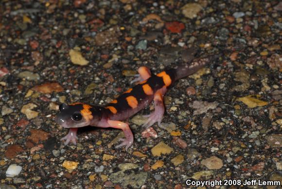 Large-blotched Ensatina (Ensatina eschscholtzii klauberi)