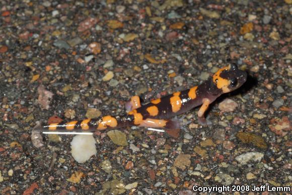 Large-blotched Ensatina (Ensatina eschscholtzii klauberi)