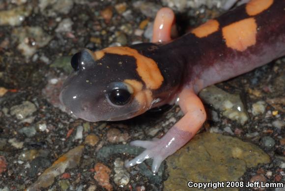 Large-blotched Ensatina (Ensatina eschscholtzii klauberi)