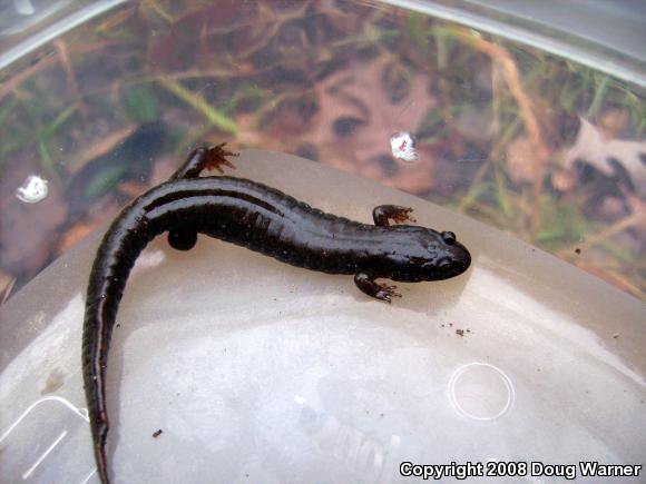 Northern Dusky Salamander (Desmognathus fuscus)