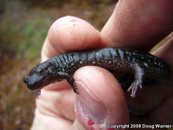 Northern Dusky Salamander (Desmognathus fuscus)