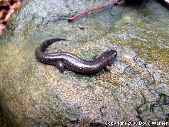 Northern Dusky Salamander (Desmognathus fuscus)